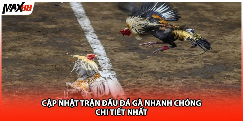 Cập nhật trận đấu đá gà nhanh chóng, chi tiết nhất