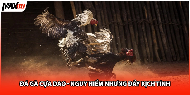Đá gà cựa dao - Nguy hiểm nhưng đầy kịch tính