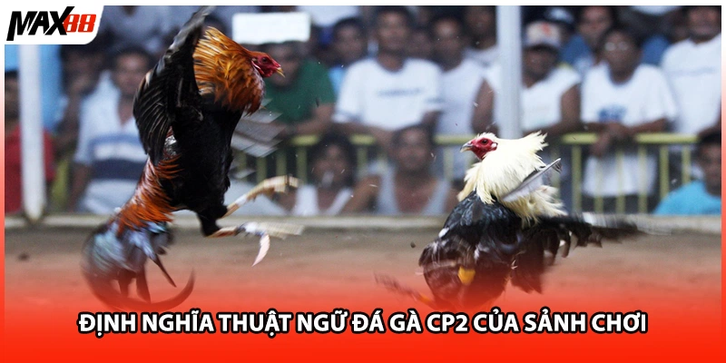 Định nghĩa thuật ngữ đá gà CP2 của sảnh chơi