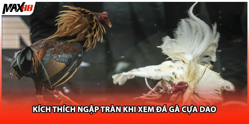 Kích thích ngập tràn khi xem đá gà cựa dao 