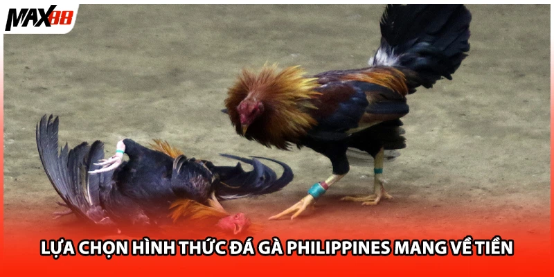 Lựa chọn hình thức đá gà Philippines mang về tiền