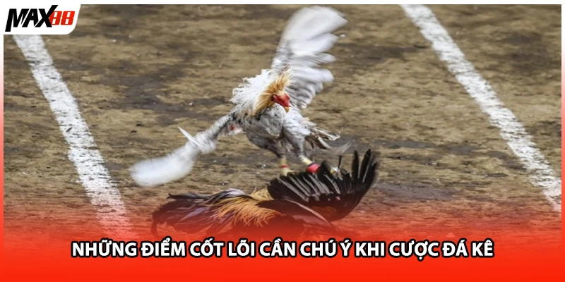 Những điểm cốt lõi cần chú ý khi cược đá kê