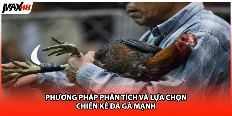 Phương pháp phân tích và lựa chọn chiến kê đá gà mạnh