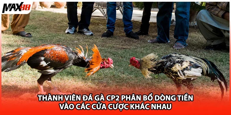 Thành viên đá gà CP2 phân bổ dòng tiền vào các cửa cược khác nhau
