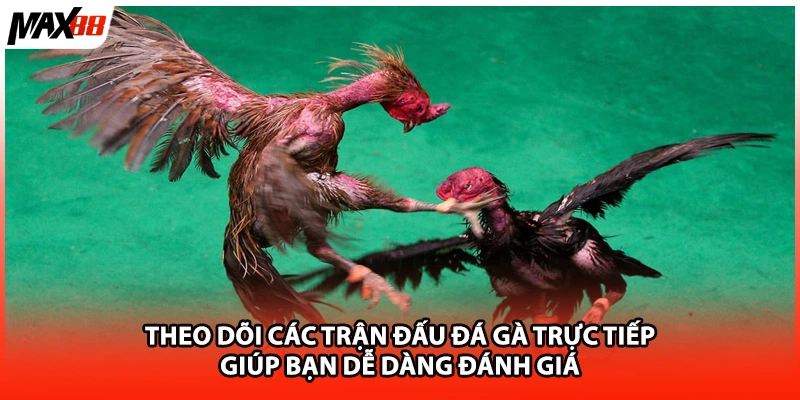 Theo dõi các trận đấu đá gà trực tiếp giúp bạn dễ dàng đánh giá 