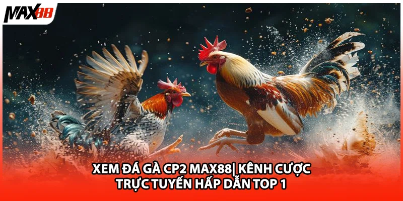 Xem Đá Gà CP2 Max88| Kênh Cược Trực Tuyến Hấp Dẫn TOP 1